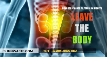 Kidney Filtration Process: How Waste Exits the Body Efficiently