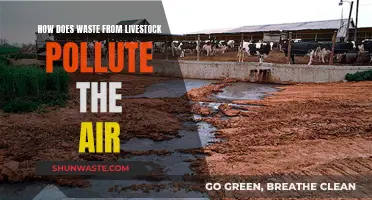 Livestock Waste: Air Pollution's Overlooked Culprit