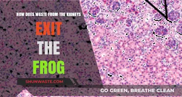 Frog Kidney Waste: Understanding Renal Excretion in Amphibians