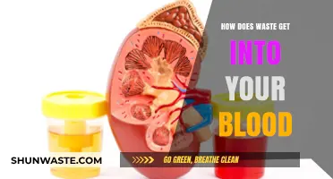 How Waste Enters Your Bloodstream: Causes, Risks, and Prevention