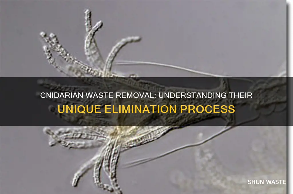 how does waste get out of a cnidarian