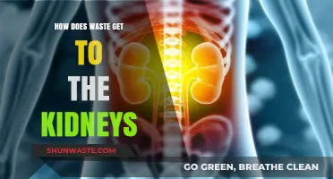 How Waste Reaches Kidneys: Understanding the Body's Filtration Journey