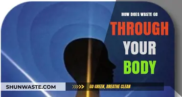 Understanding Your Body's Waste Journey: From Digestion to Elimination