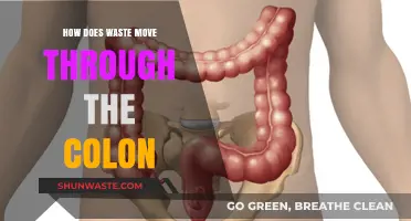Understanding Colon Transit: How Waste Moves Through the Digestive System