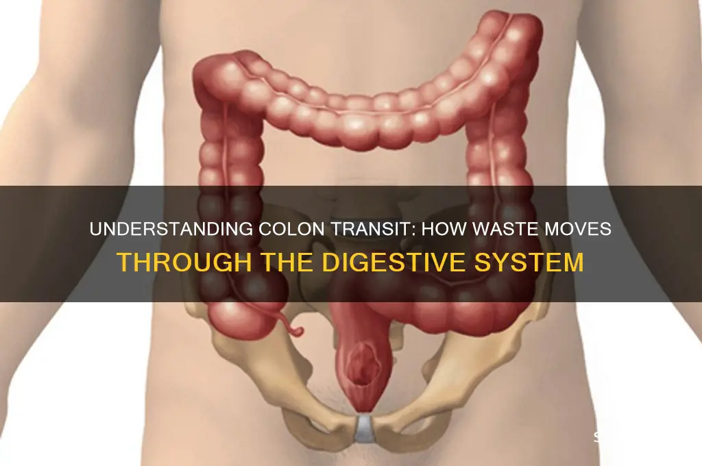 how does waste move through the colon
