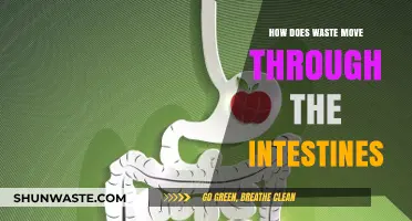 How Waste Moves Through the Intestines: A Digestive Journey Explained