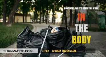Understanding the Body's Waste Removal System: Processes and Pathways