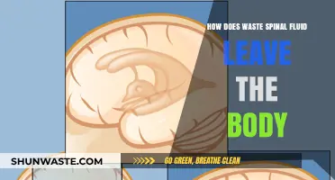 Understanding the Body's Natural Process for Eliminating Excess Spinal Fluid