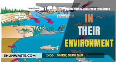 Water's Vital Role: Shaping Organisms and Their Ecosystems