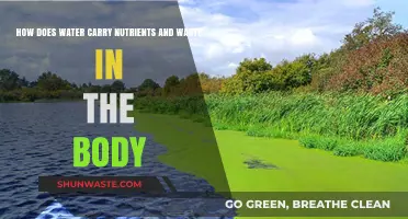 Water's Vital Role: Transporting Nutrients and Waste in the Body
