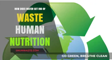 Water's Role in Eliminating Waste: A Key to Human Nutrition