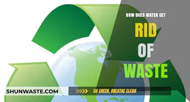 How Water Efficiently Eliminates Waste in Your Body Naturally