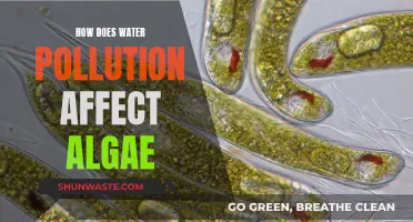 Water Pollution's Impact on Algal Life