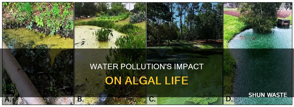 how does water pollution affect algae