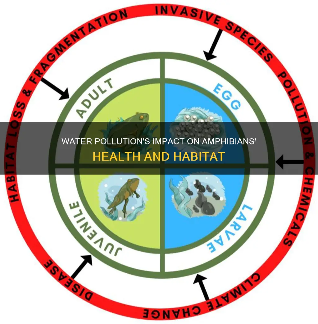 how does water pollution affect amphibians