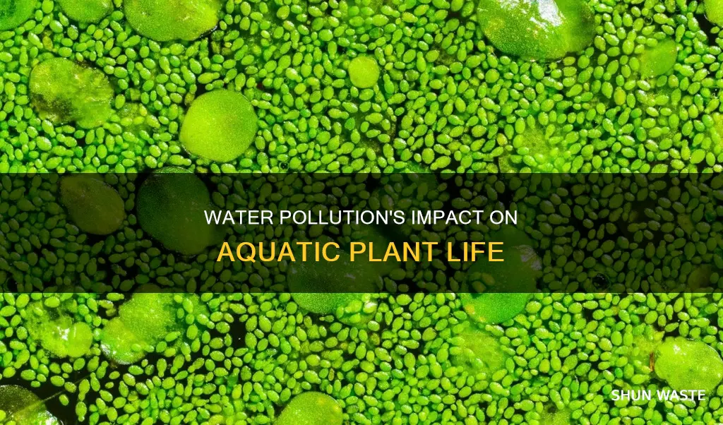 how does water pollution affect aquatic plants