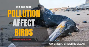 Water Pollution's Impact on Birds' Health and Habitat