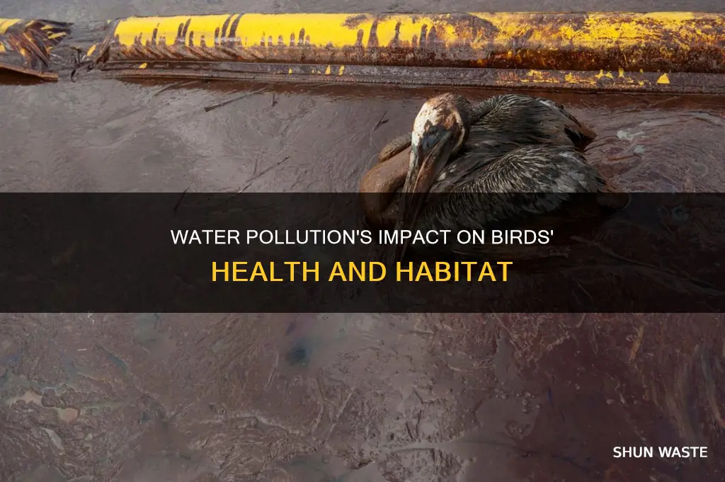 how does water pollution affect birds