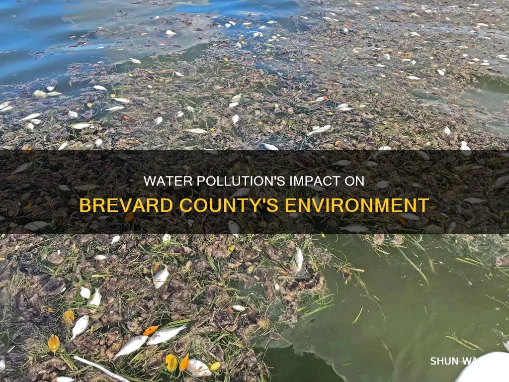 how does water pollution affect brevard county