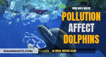 Dolphin Danger: Understanding Water Pollution's Impact