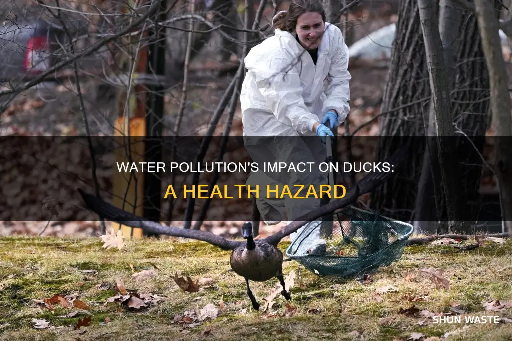 how does water pollution affect ducks