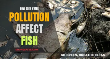 The Impact of Water Pollution on Fish: A Deep Dive