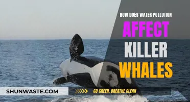 Water Pollution's Deadly Impact on Killer Whales