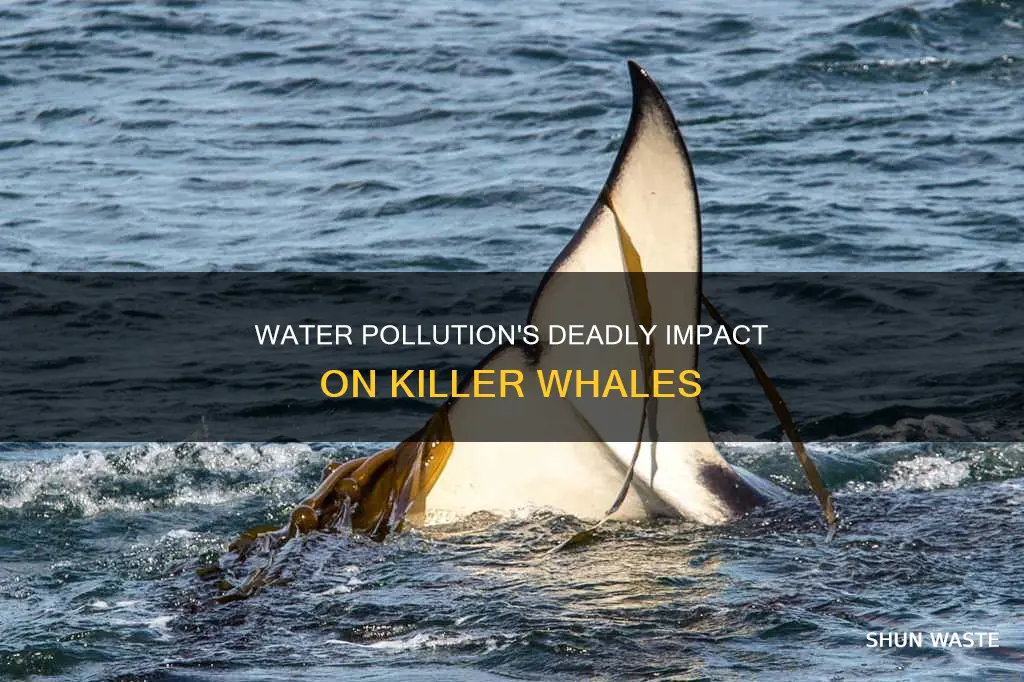 how does water pollution affect killer whales