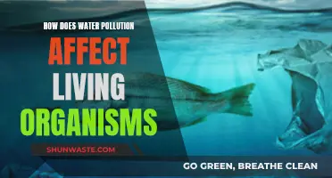 Water Pollution: Harming Our Health and Ecosystems