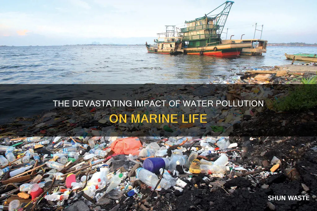 how does water pollution affect marine ecosystems