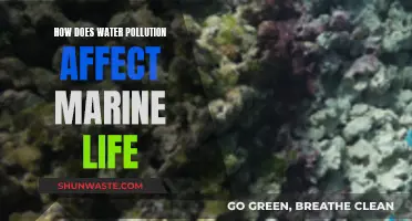 Water Pollution: Devastating Impact on Marine Life