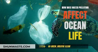 Water Pollution: Ocean Life's Slow Poisoning