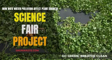 Water Pollution's Impact on Plant Growth: A Science Project