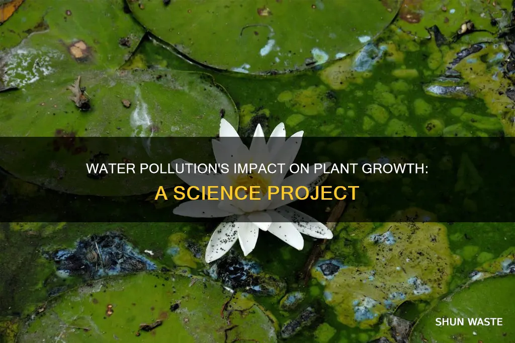 how does water pollution affect plant growth science fair project