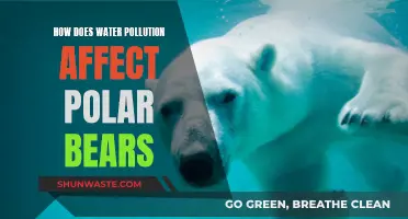 Water Pollution's Impact on Polar Bears' Health and Habitat