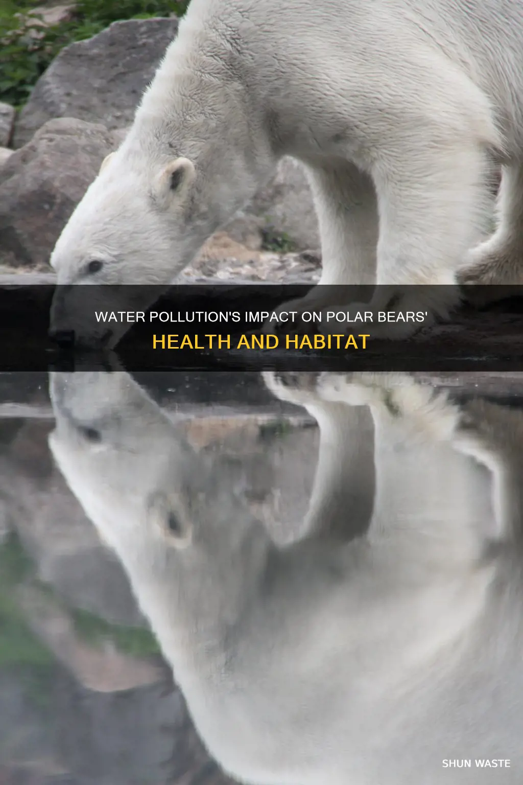 how does water pollution affect polar bears