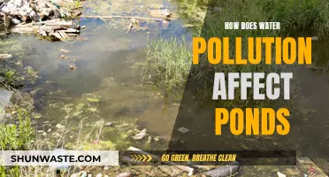 Water Pollution's Impact on Ponds: A Troubling Reality