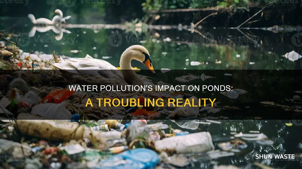 how does water pollution affect ponds