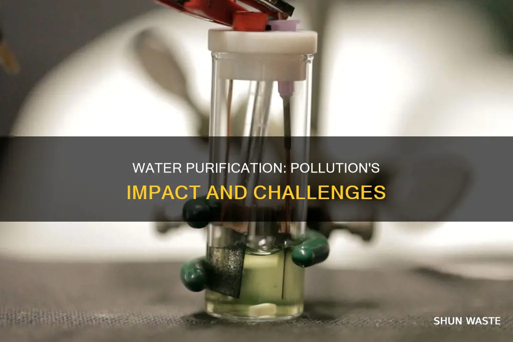 how does water pollution affect purification