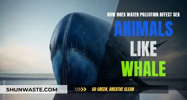 Water Pollution: A Whale's Tale of Toxic Woes