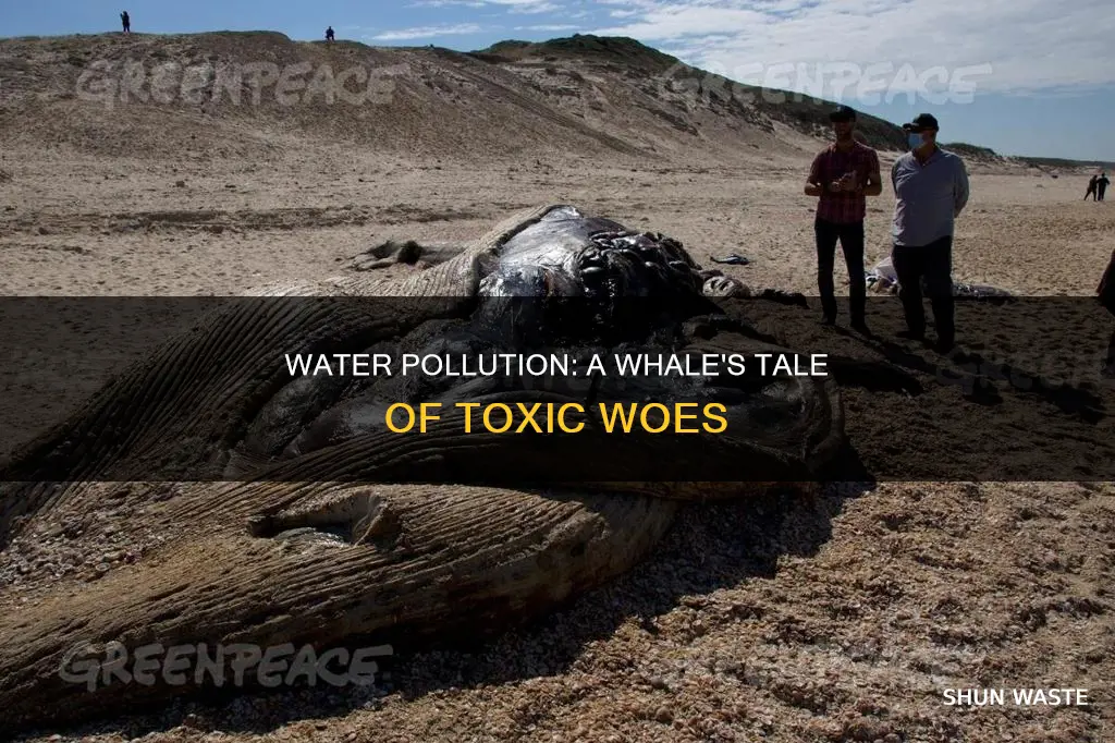 how does water pollution affect sea animals like whale