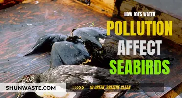 Water Pollution's Impact: Seabird Health and Habitat