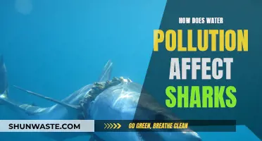 Sharks in Polluted Waters: Understanding the Impact