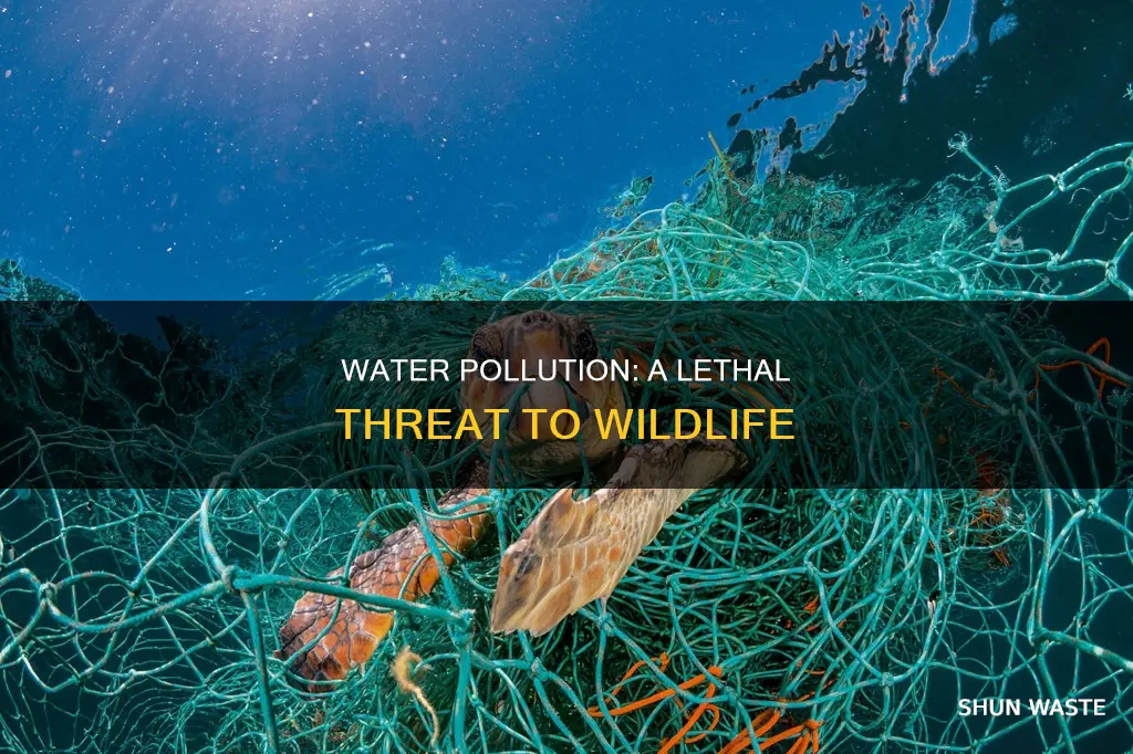 how does water pollution affect the animals