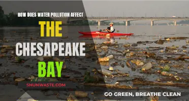 Chesapeake Bay's Plight: Unraveling the Impact of Water Pollution