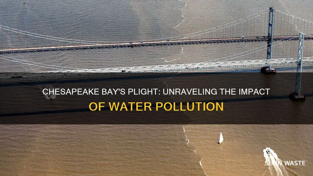 how does water pollution affect the chesapeake bay