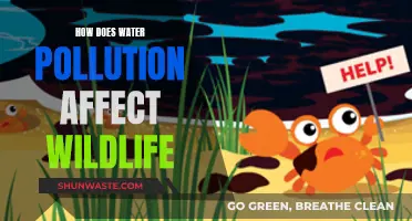 Water Pollution's Impact on Wildlife Health