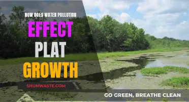 Water Pollution's Impact on Aquatic Plant Growth: A Comprehensive Overview