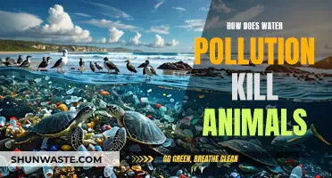 The Silent Killer: How Water Pollution Takes Animal Lives