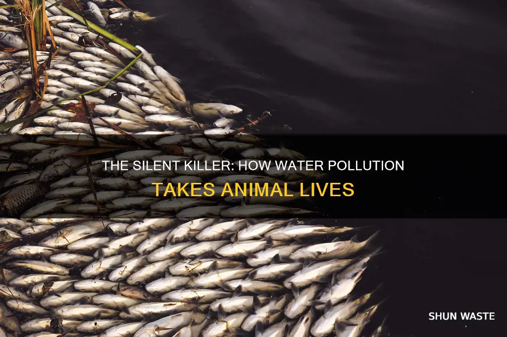 how does water pollution kill animals